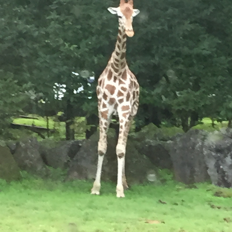 完熟ばなな 千葉 口コミ 人気ランキングのデリヘルくん千葉